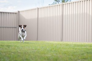 privacy-dog-fence
